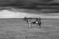 The transparent cow