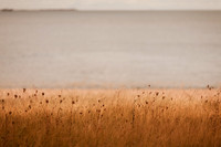 riverbank #5