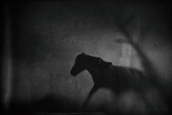 horses 4 #30