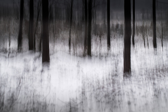 forest 2