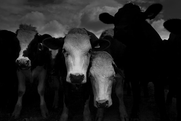 bull 4