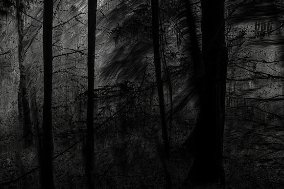 trees 25 #448
