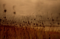riverbank #24