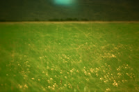 cf62 - field 1