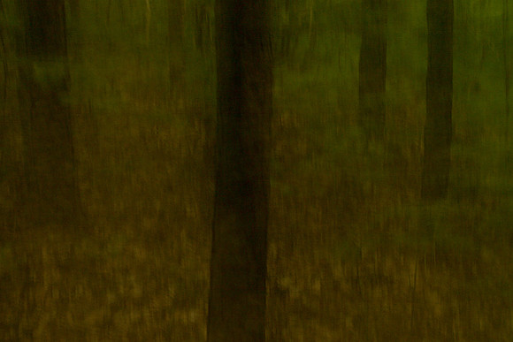 forest 13 #146