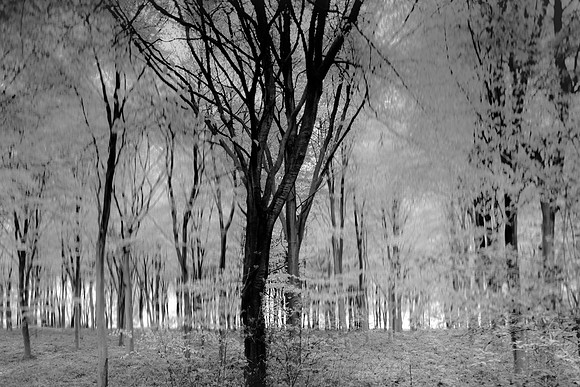 forest 3