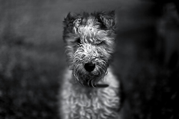 Indi