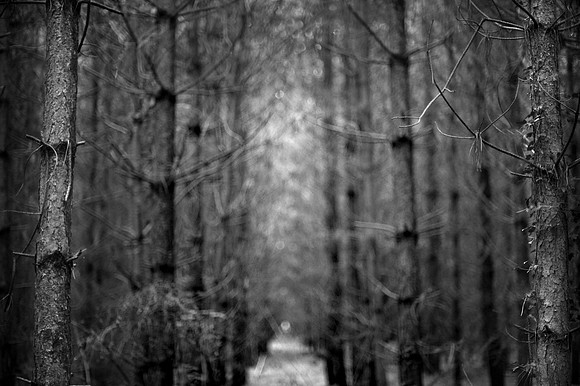 Into the woods 2