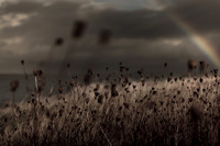 riverbank #27