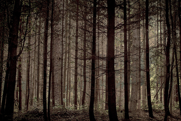 trees 31 #218