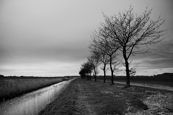 Trees