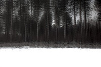 winter forest #8