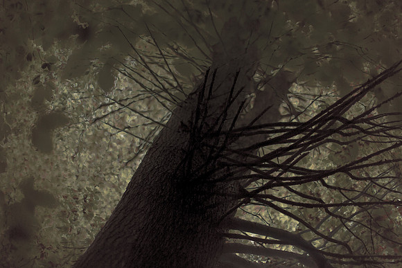 tree #3
