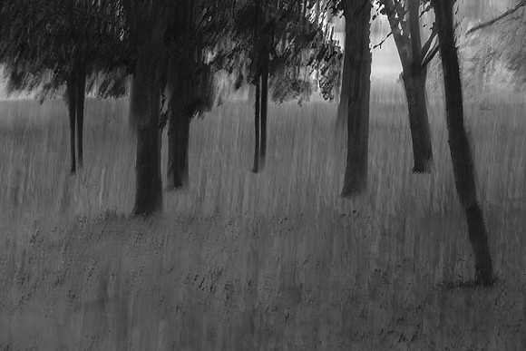 trees 43 #194