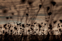 riverbank #1