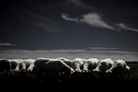 sheep 2