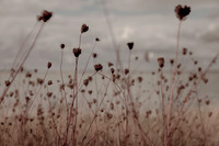 riverbank #9