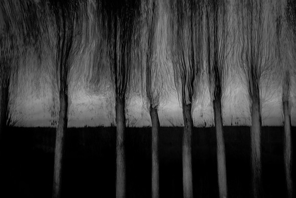 trees 87 #8
