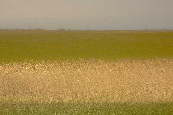 Reeds #221