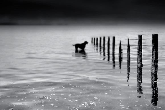 Black dog 2