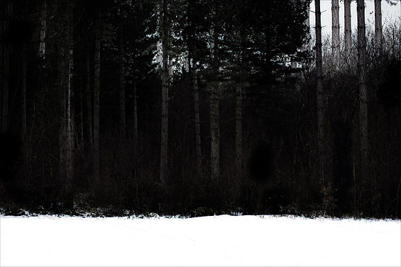 winter forest #10