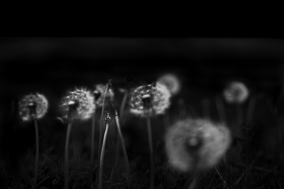 shadows #8