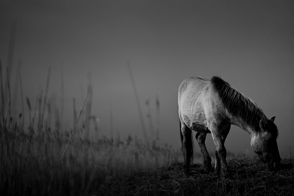 wild horse 6