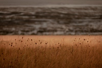 riverbank #11