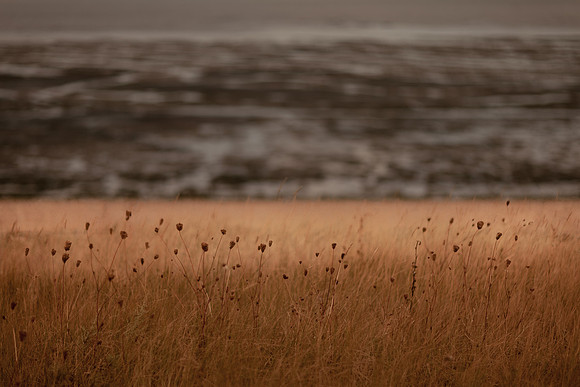 riverbank #11