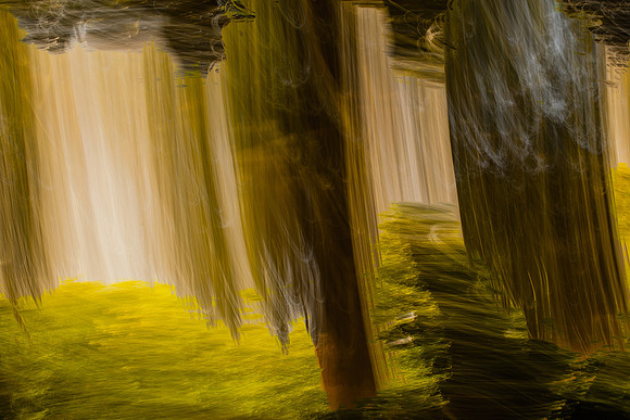 trees 76 #1