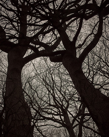 trees #19
