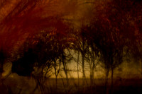 autumn #15
