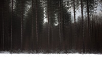 winter forest #7