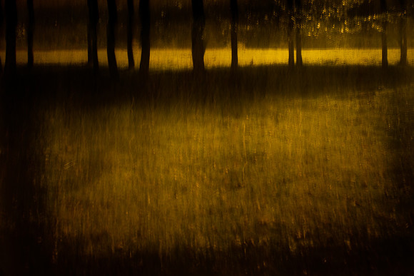 into the woods 1