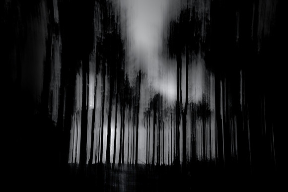 Into the woods