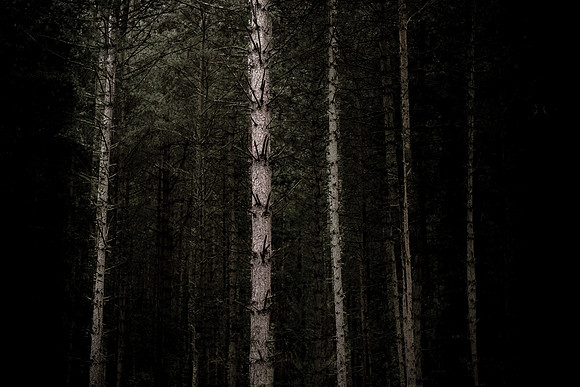 tree 27 #108
