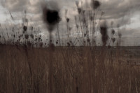 riverbank #30