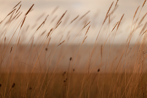 riverbank #22