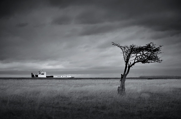 Tree and boat 2