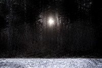 winter forest #3