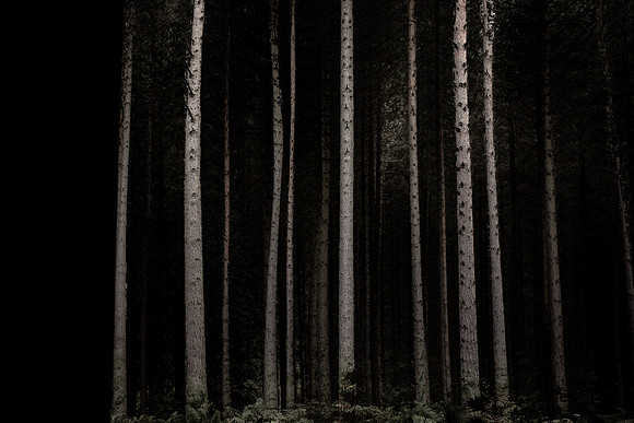 trees 26 #435