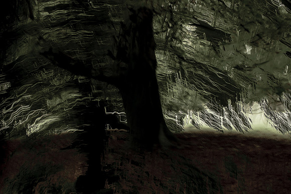 trees 22 #217