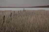 riverbank #18