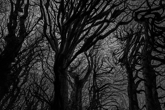 trees 84 #9