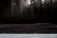 winter forest #2