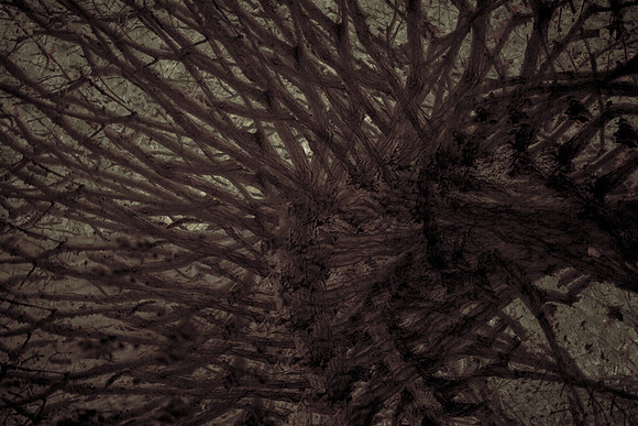 tree #10