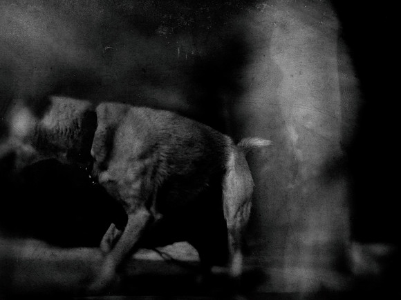 dog #182