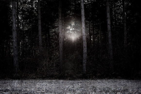 winter forest #4