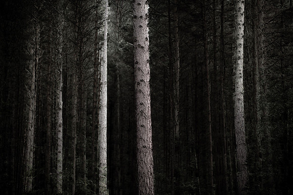 trees 26 #613