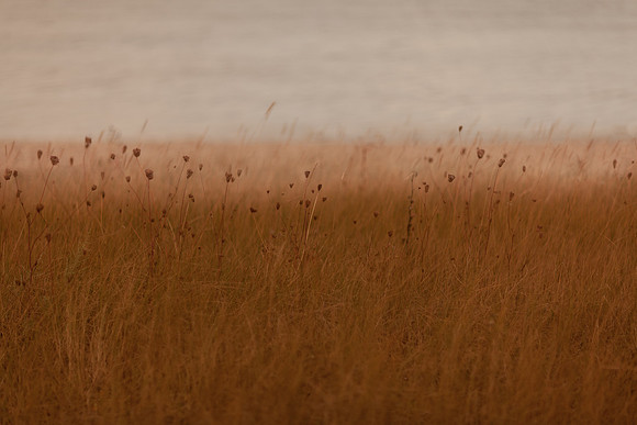 riverbank #23
